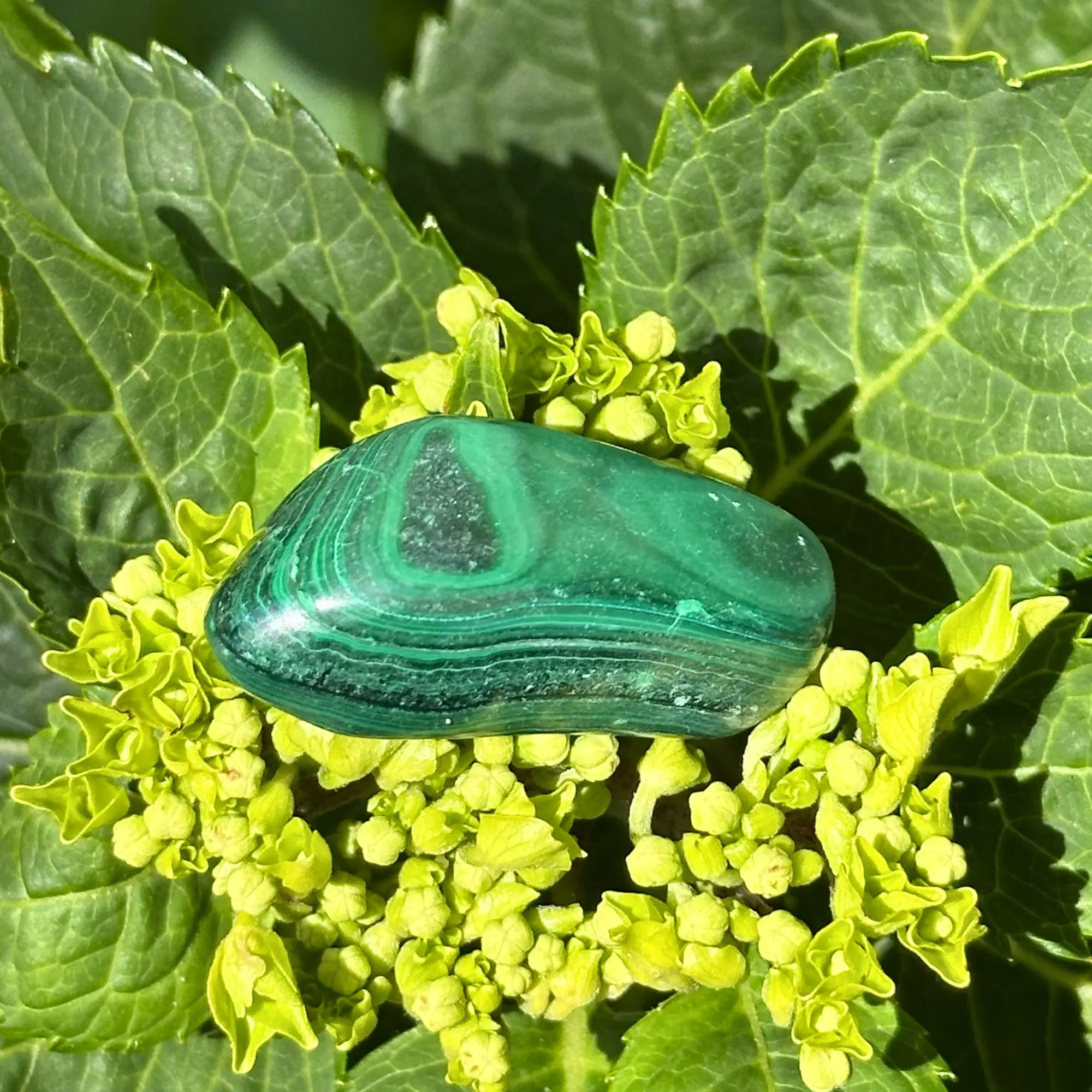Malachite roulée posée sur une fleur