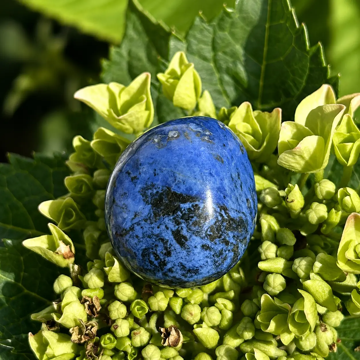 dumortiérite roulée posée sur une hortensia