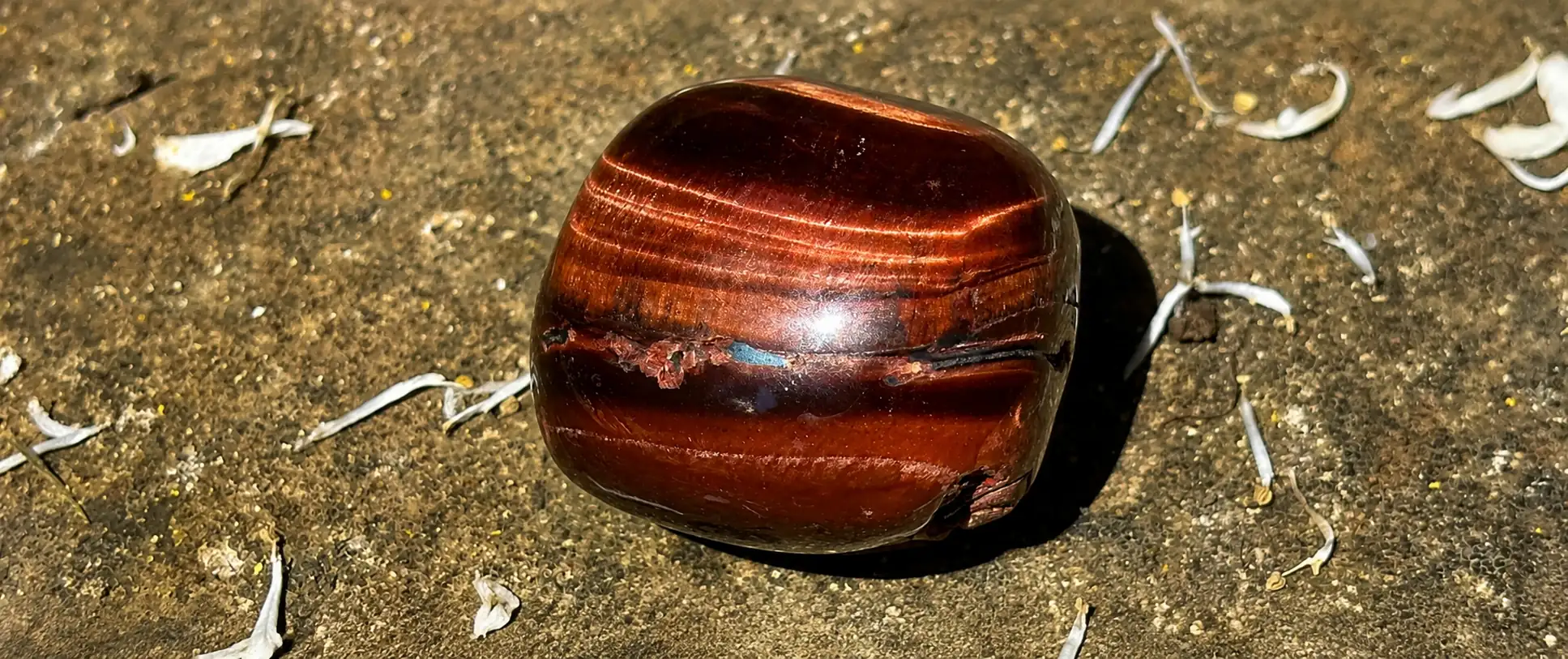 œil de taureau roulé sur un rocher