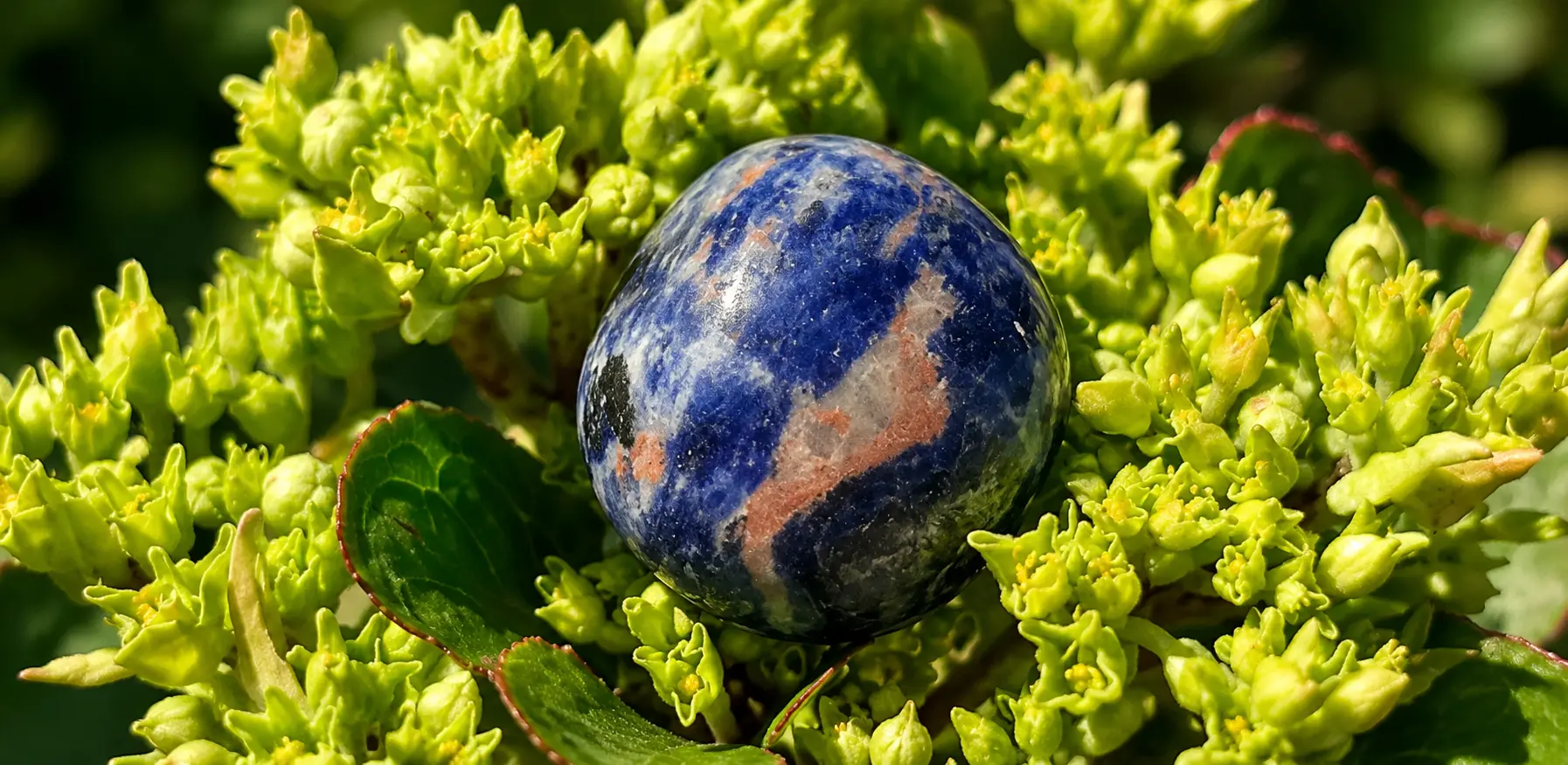 Sodalite roulée sur une fleur