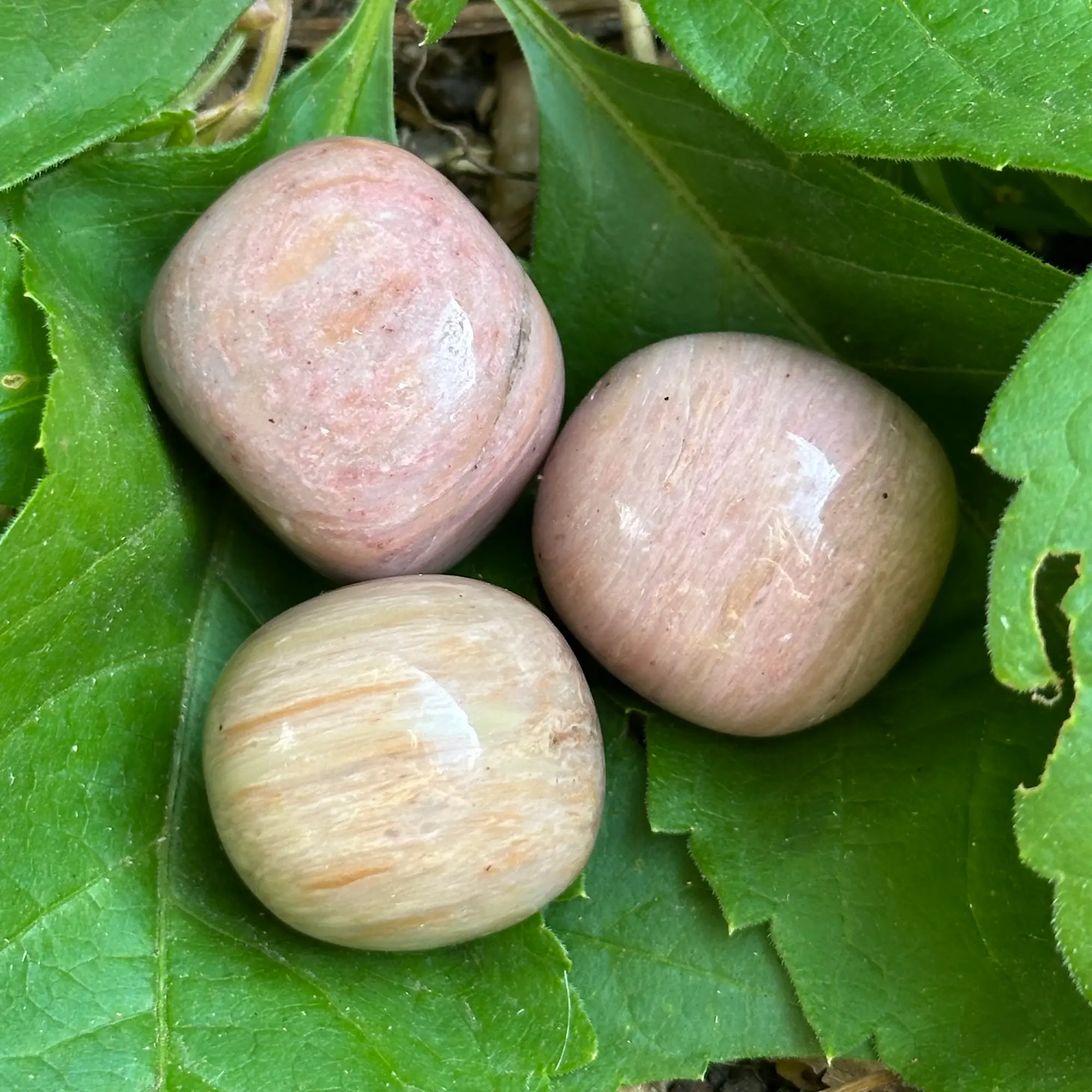 Rhodonite roulée sur une plante